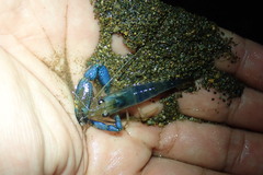 Macrobrachium hancocki