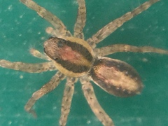 Pardosa milvina