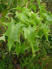 Pittocaulon praecox