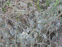 Coronilla minima lotoides