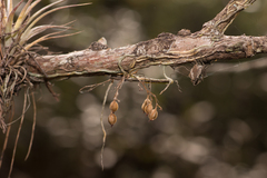 Dendrophylax porrectus