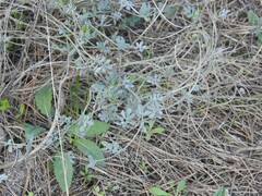 Coronilla minima lotoides