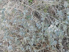 Coronilla minima lotoides