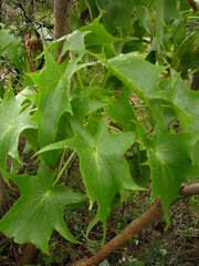 Pittocaulon praecox