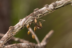 Dendrophylax porrectus