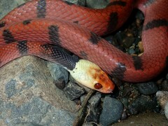 Siphlophis compressus