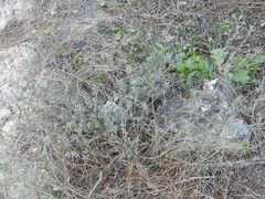 Coronilla minima lotoides