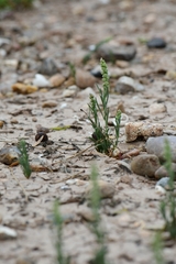 Oligomeris linifolia