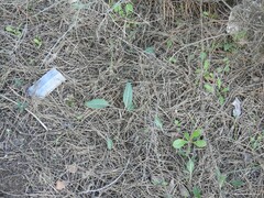 Leuzea conifera
