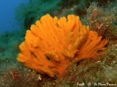 Endectyon delaubenfelsi