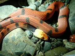 Siphlophis compressus
