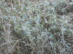 Coronilla minima lotoides