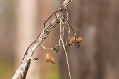 Dendrophylax porrectus