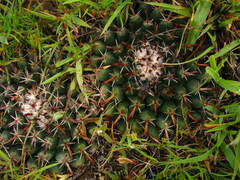 Mammillaria uncinata