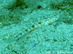 Gobius roulei
