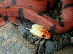 Siphlophis compressus