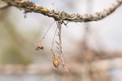 Dendrophylax porrectus