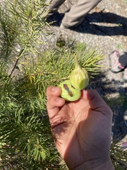 Lygaeus reclivatus
