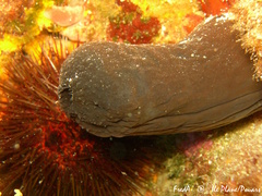 Phallusia fumigata