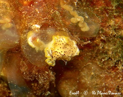 Prostheceraeus moseleyi