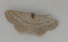 Idaea elongaria