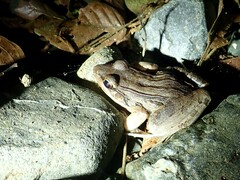 Leptodactylus insularum