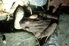 Leptodactylus insularum