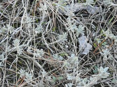 Teucrium gnaphalodes