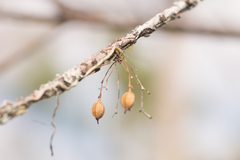 Dendrophylax porrectus