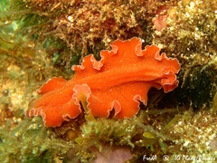 Yungia aurantiaca