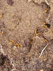 Acanthomyops