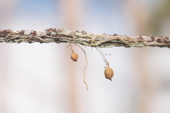 Dendrophylax porrectus