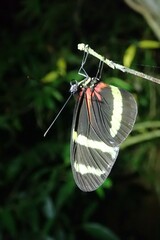 Heliconius pachinus