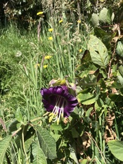 Cobaea scandens