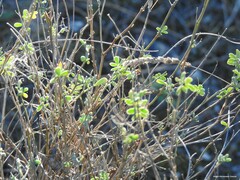 Coronilla minima lotoides