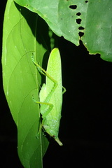 Copiphora cultricornis