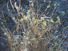 Coronilla minima lotoides