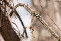 Dendrophylax porrectus