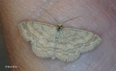 Scopula inductata