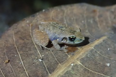 Craugastor stejnegerianus