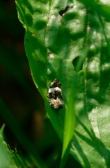 Olethreutes fasciatana