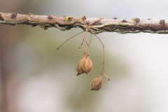 Dendrophylax porrectus