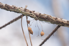 Dendrophylax porrectus