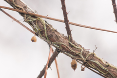 Dendrophylax porrectus