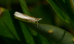 Crambus praefectellus