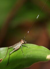 Nisitrus