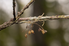 Dendrophylax porrectus