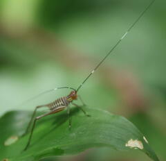 Nisitrus