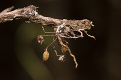 Dendrophylax porrectus