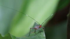 Nisitrus